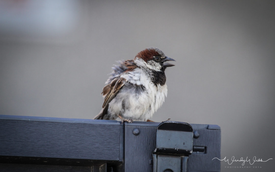 House Sparrow