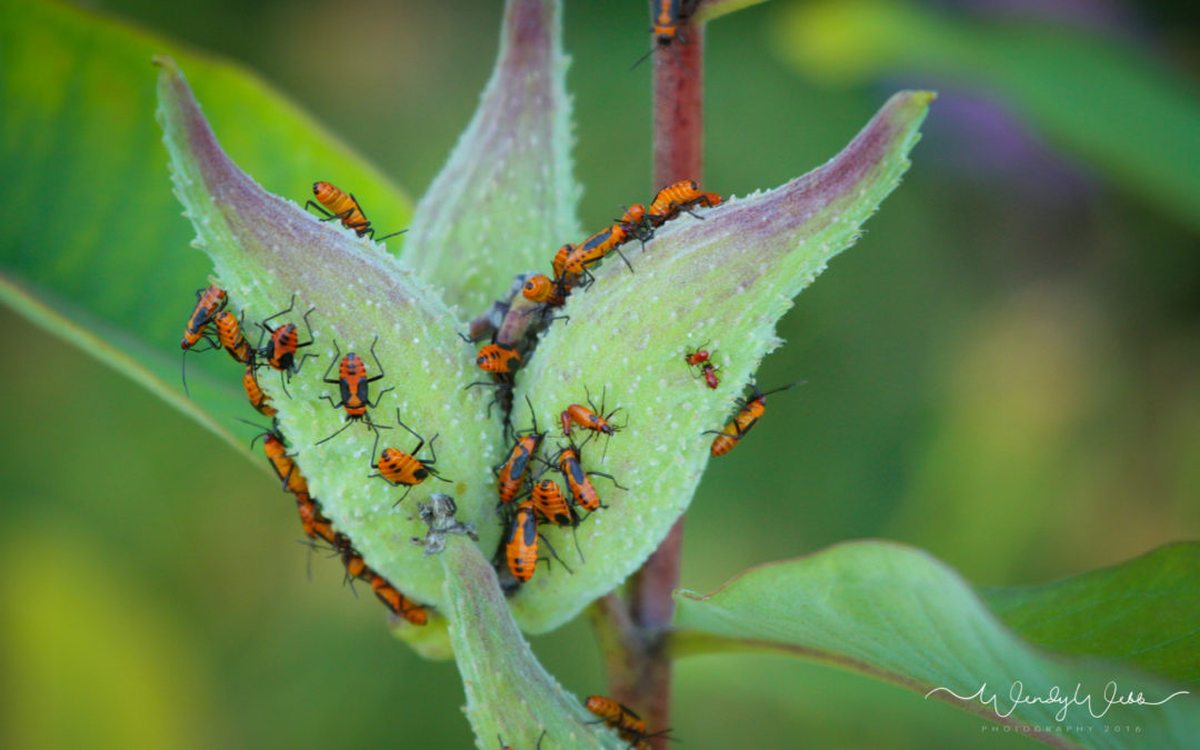 Milk Weed Bugs