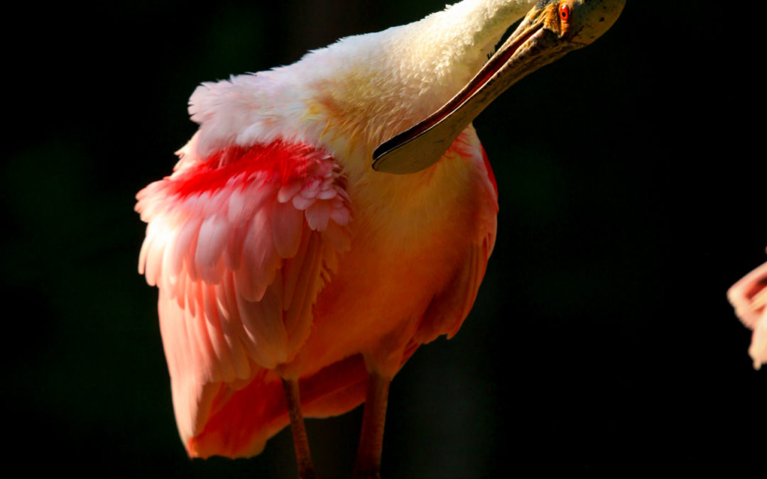 Roseate Spoonbill