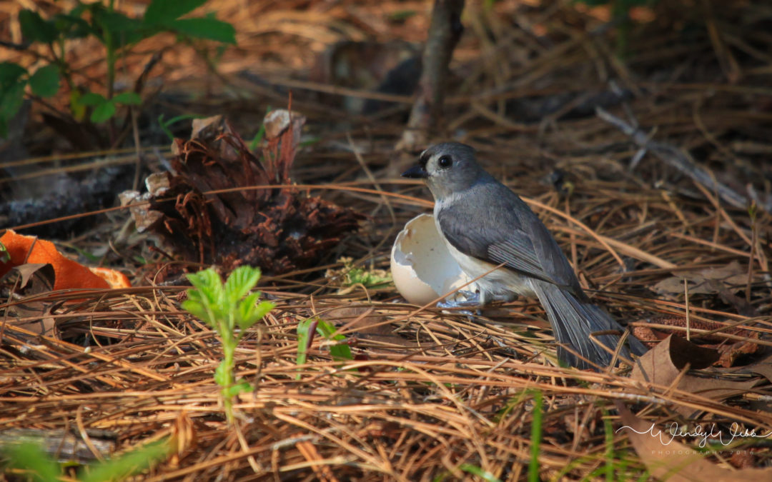 Tufted Titmouse