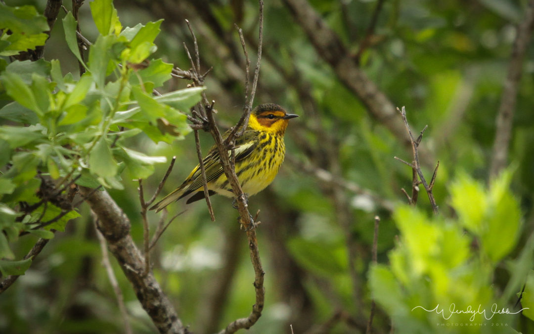 Cape May Warbler