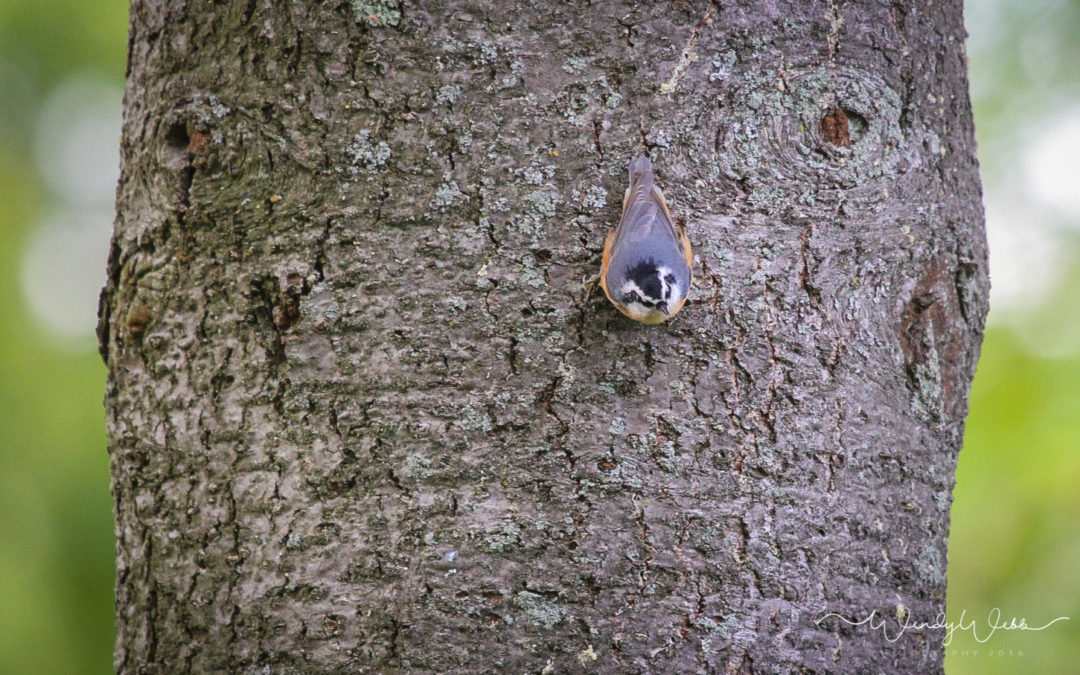Red-breasted Nuthatch #172