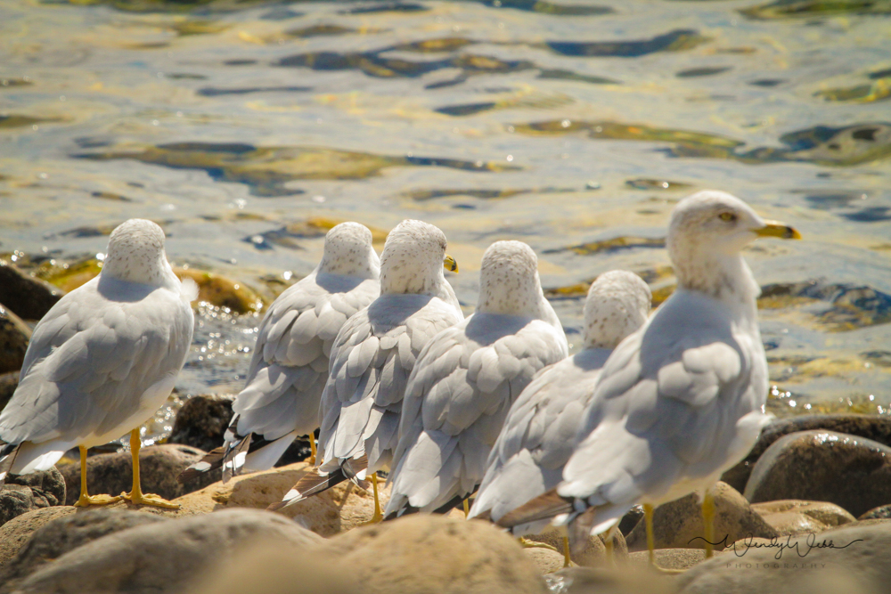Ring Billed Gulls #175