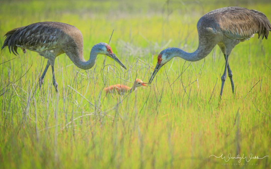Sandhill Crane Chick