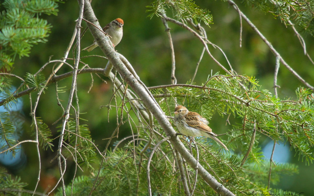Chipping Sparrow #173