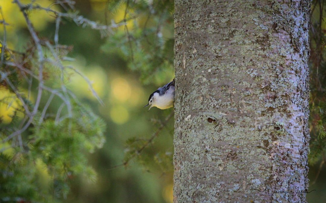 White-breasted Nuthatch