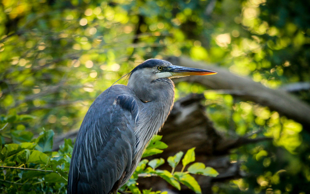 Great Blue Heron
