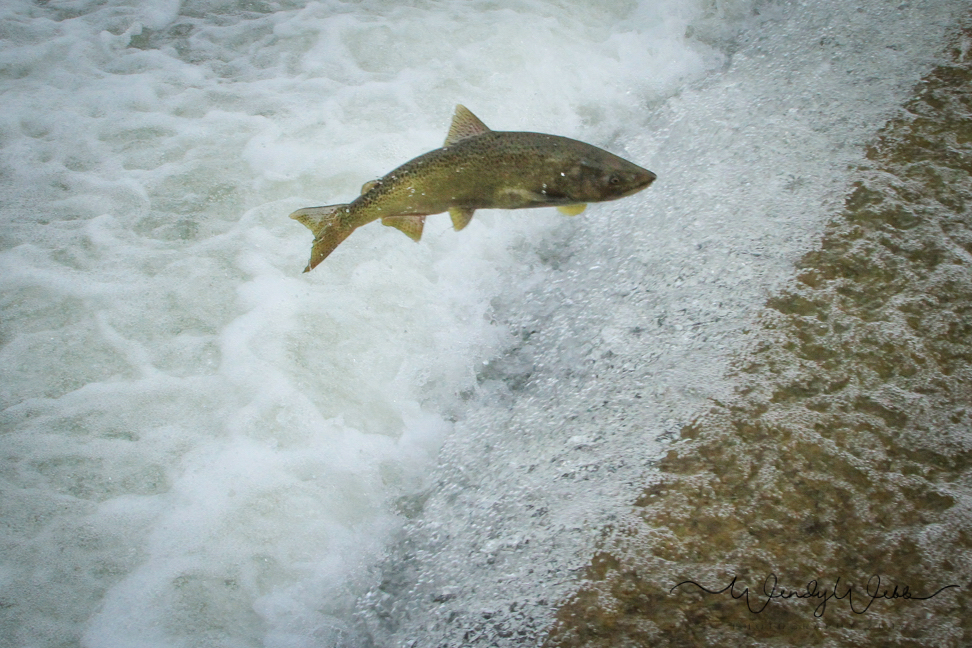 Chinook Salmon spawning run upstream