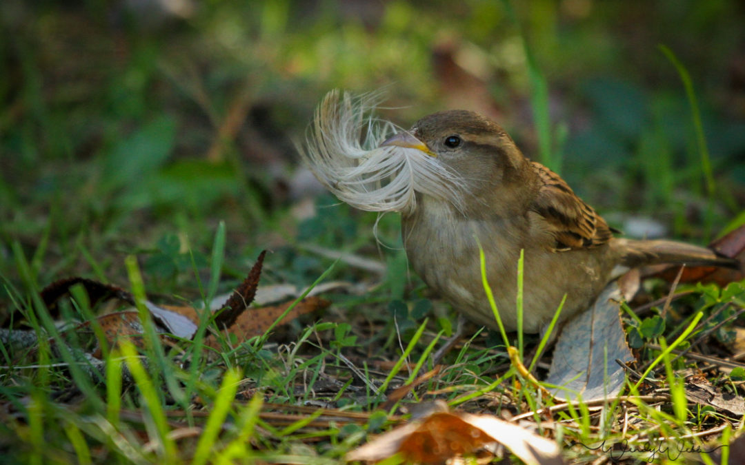 House Sparrows