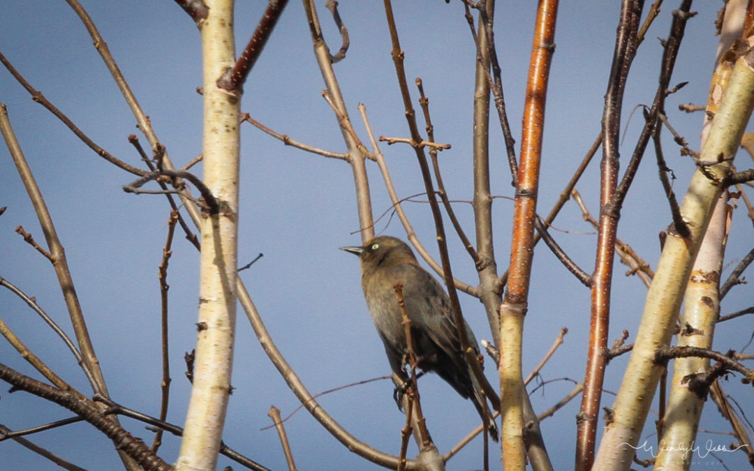 Rusty Blackbird #176