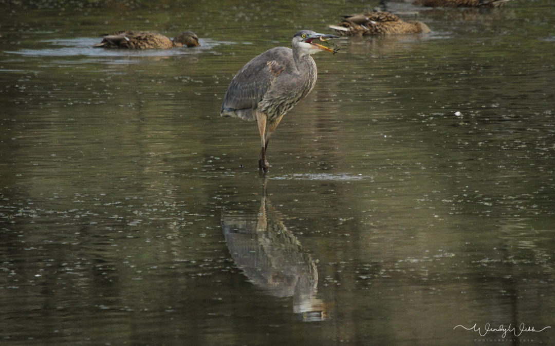 Slurping up the fish!