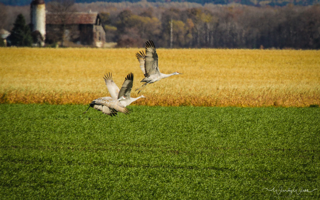 Flocking Sandhill Cranes