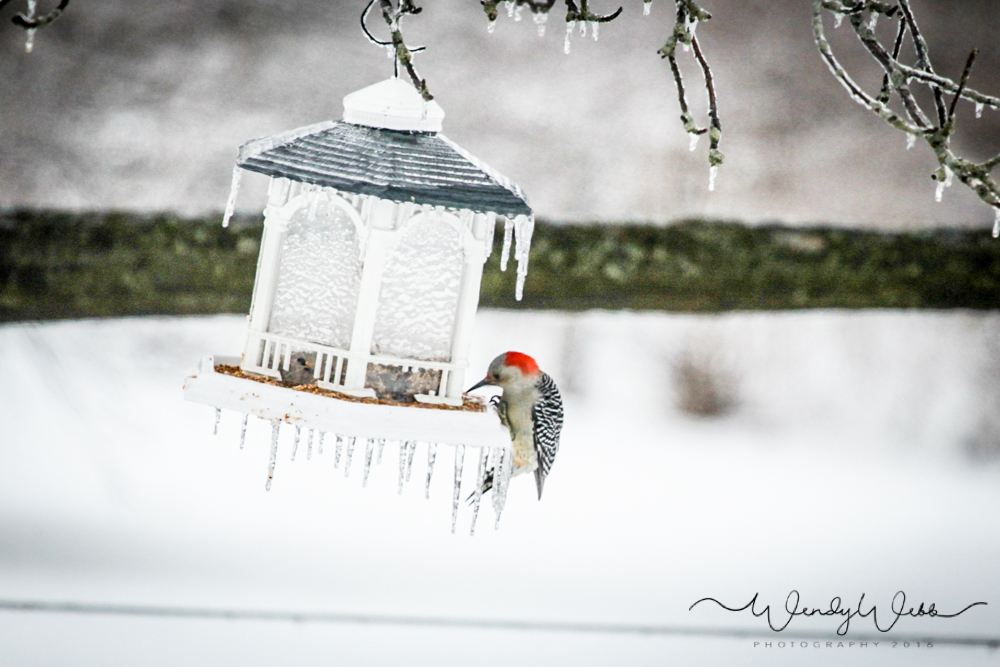 Red-bellied Woodpecker