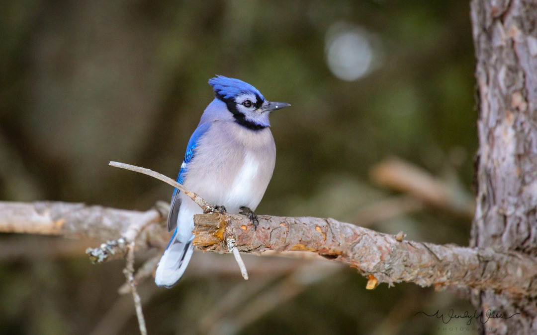 Blue Jays