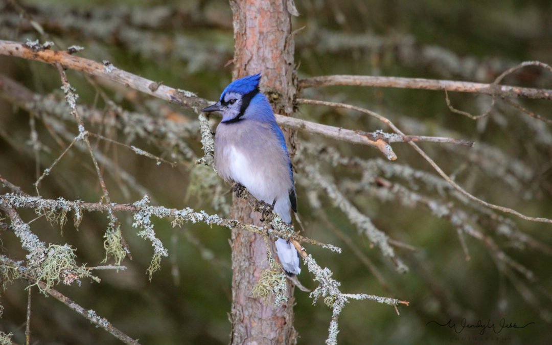 Blue Jay