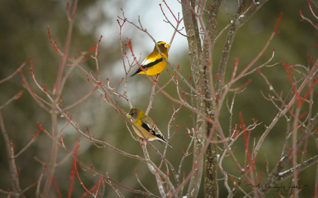 Evening Grosbeak #15