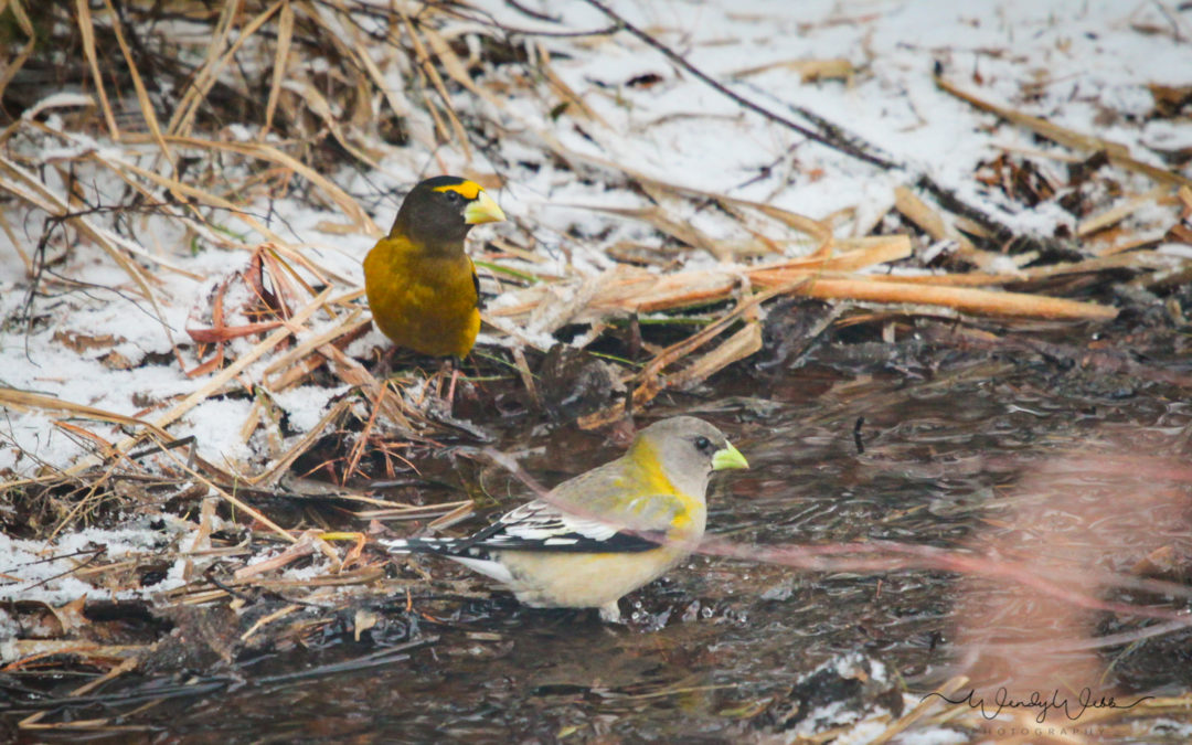 Pine Grosbeaks at a puddle