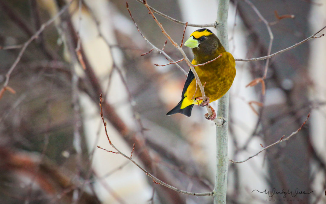 Flocks of Evening Grosbeaks