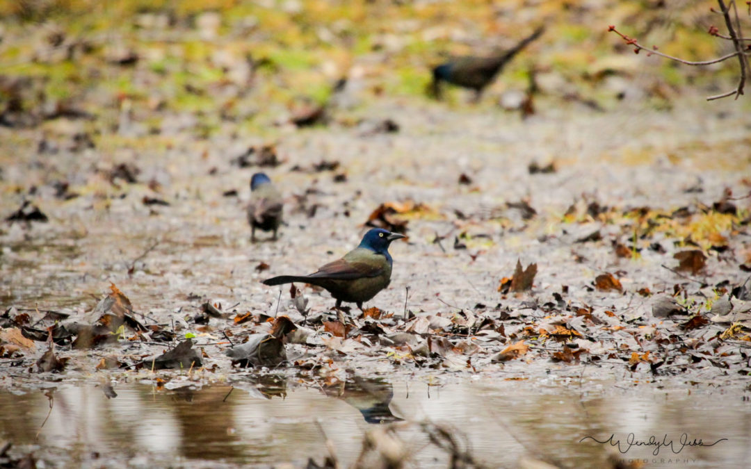 Grackles