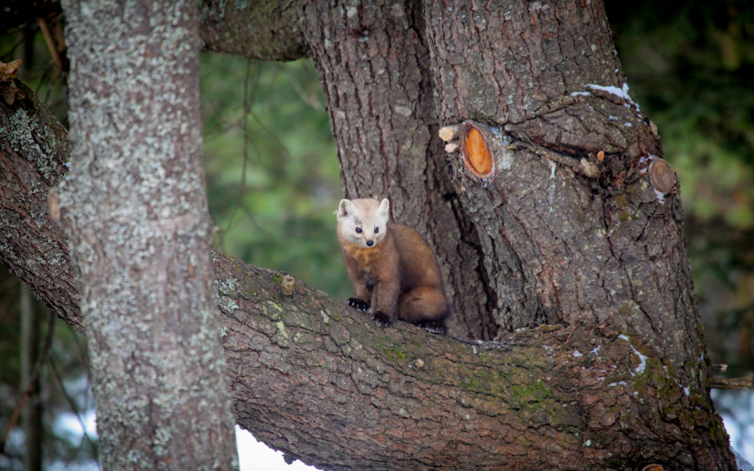 Pine Martin