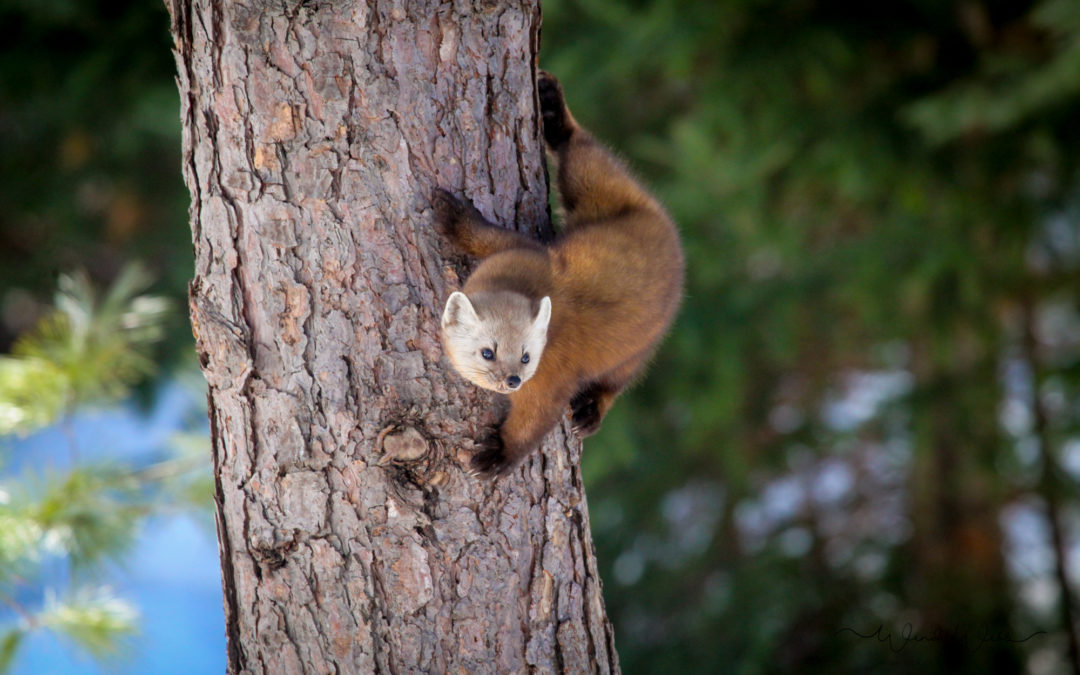 Pine Martin