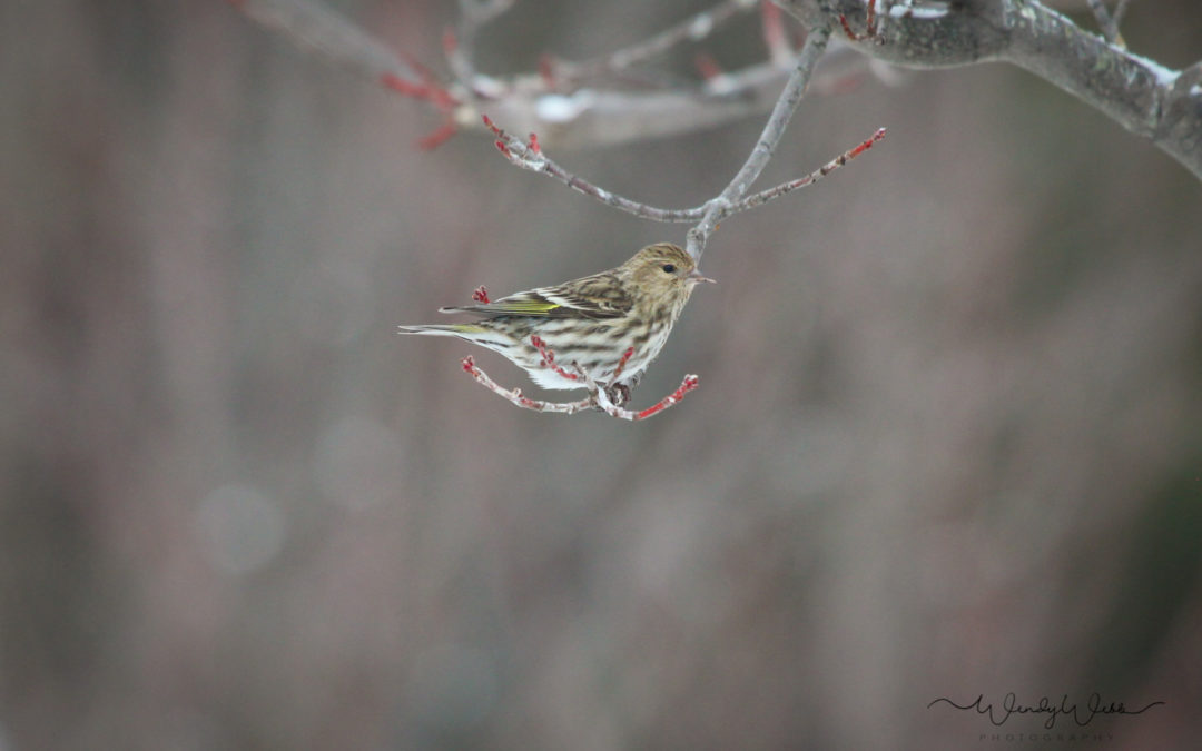 Pine Siskin
