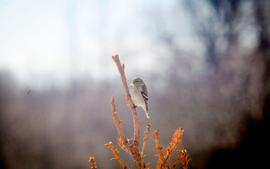 Goldfinch – colour is coming