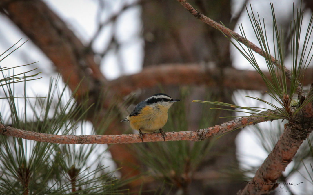 Red-breated Nuthatch