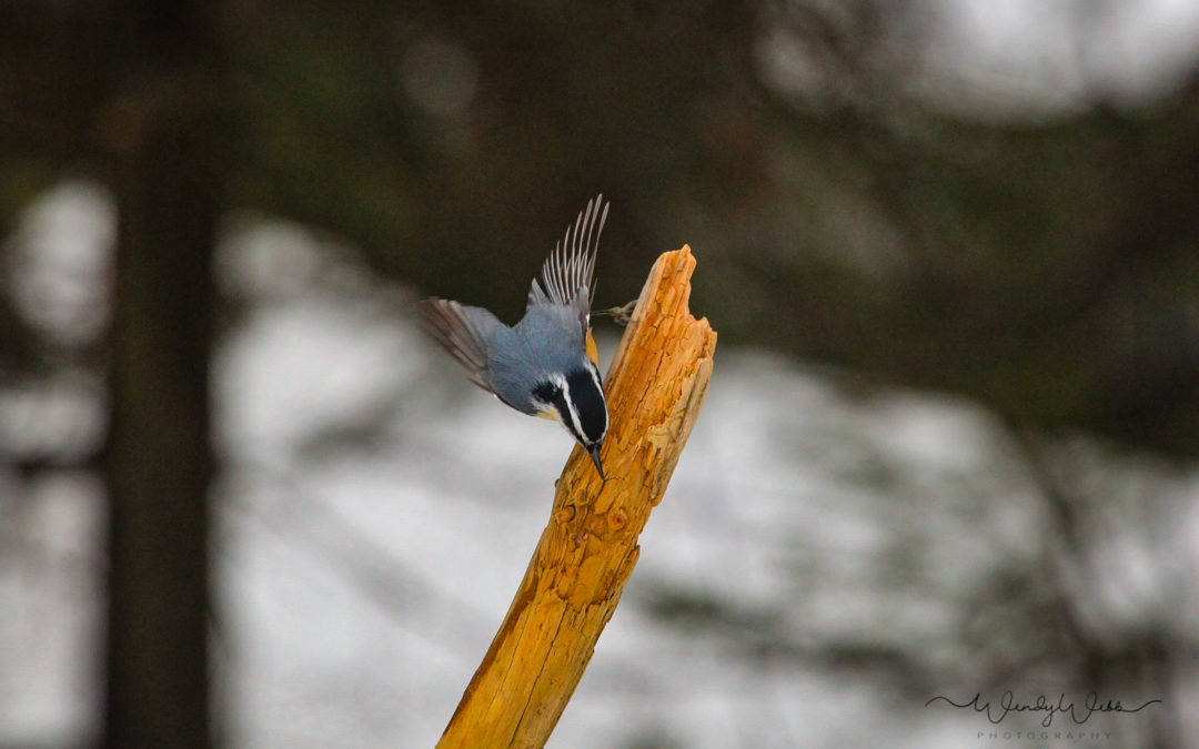 Red-breasted Nuthatch