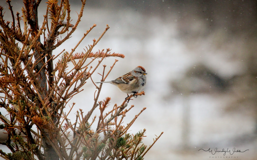 Tree Sparrow flocks are arriving
