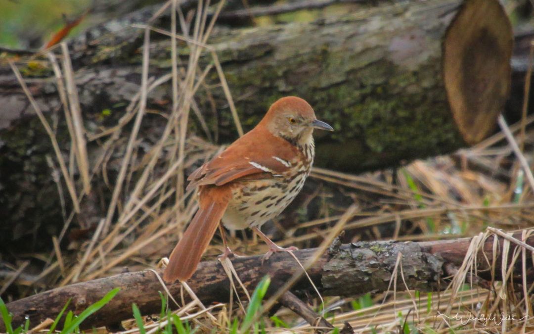 Brown Thrasher #178