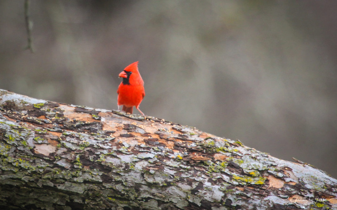 Cardinal