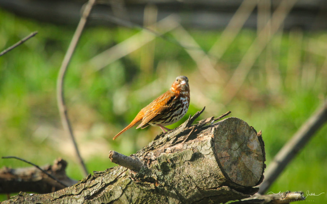 Fox Sparrow