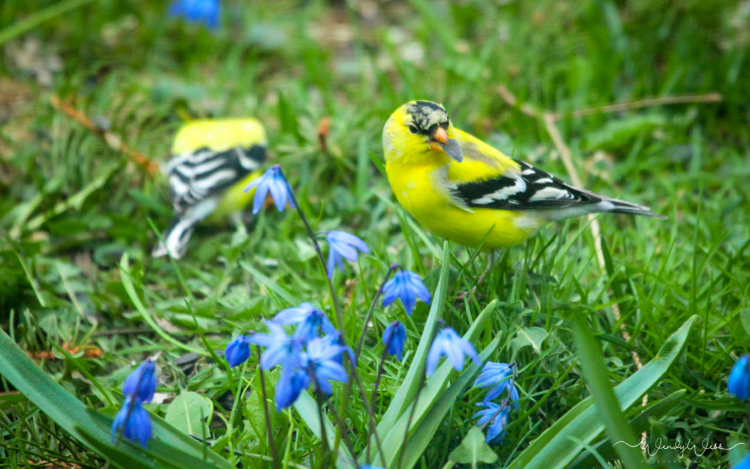 American Goldfinches in the Bluebells