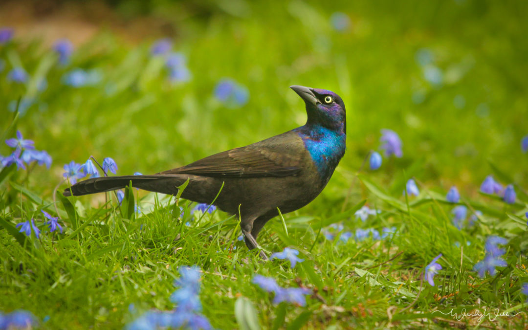 Common Grackles