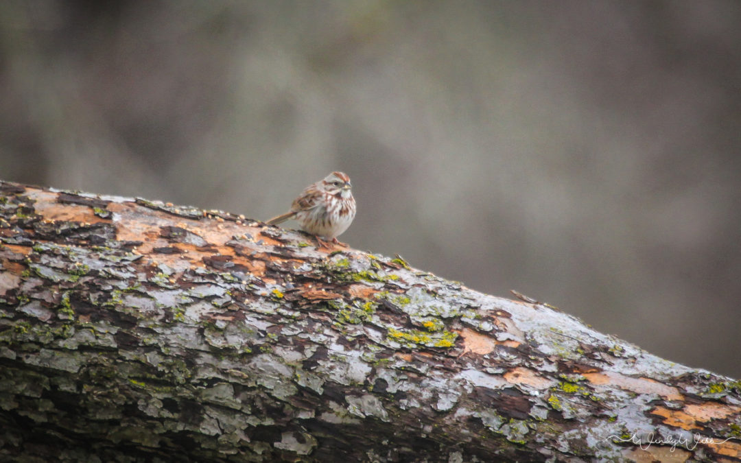Song Sparrow #177  – finally a new bird!