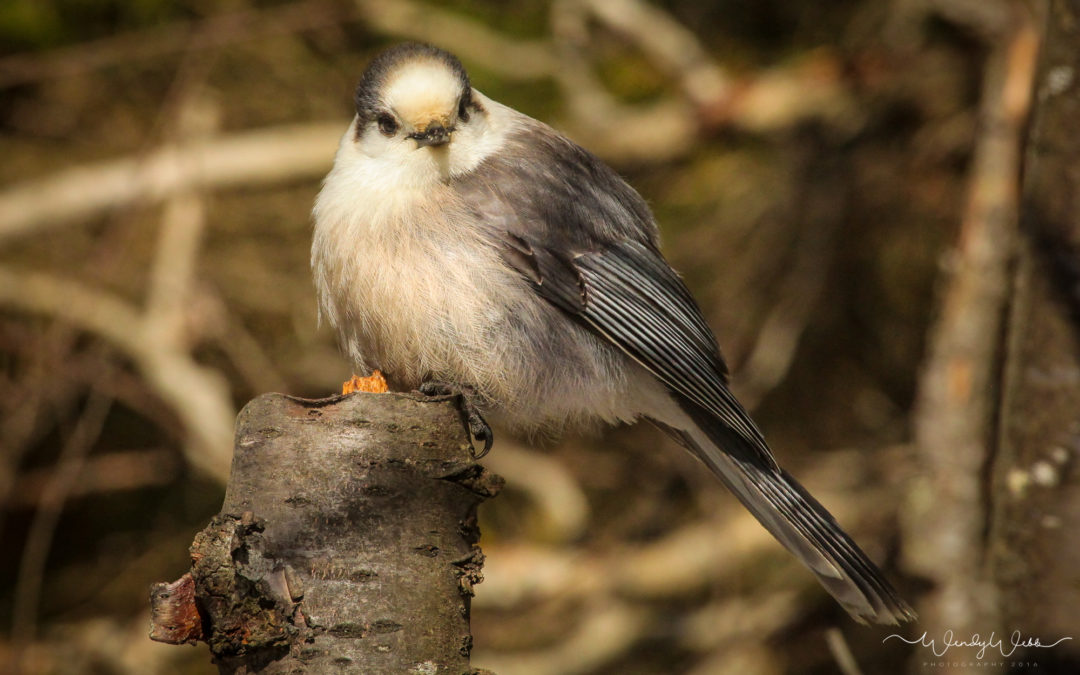 Gray Jay or Whiskey Jack