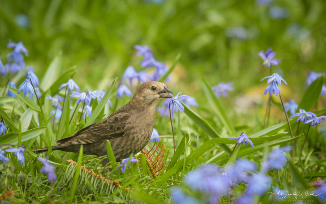 Brownheaded Cowbirds