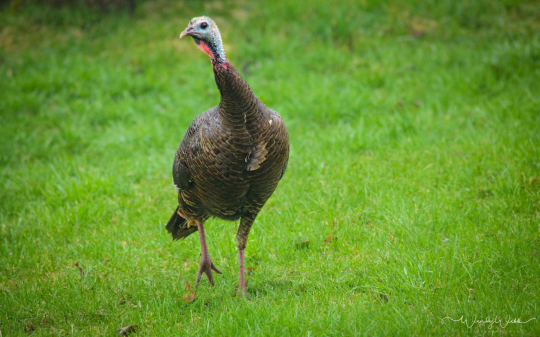 Wild Turkey