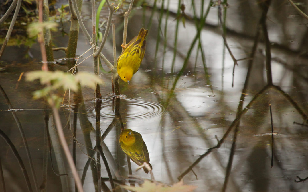 Yellow Warbler – looking for insects