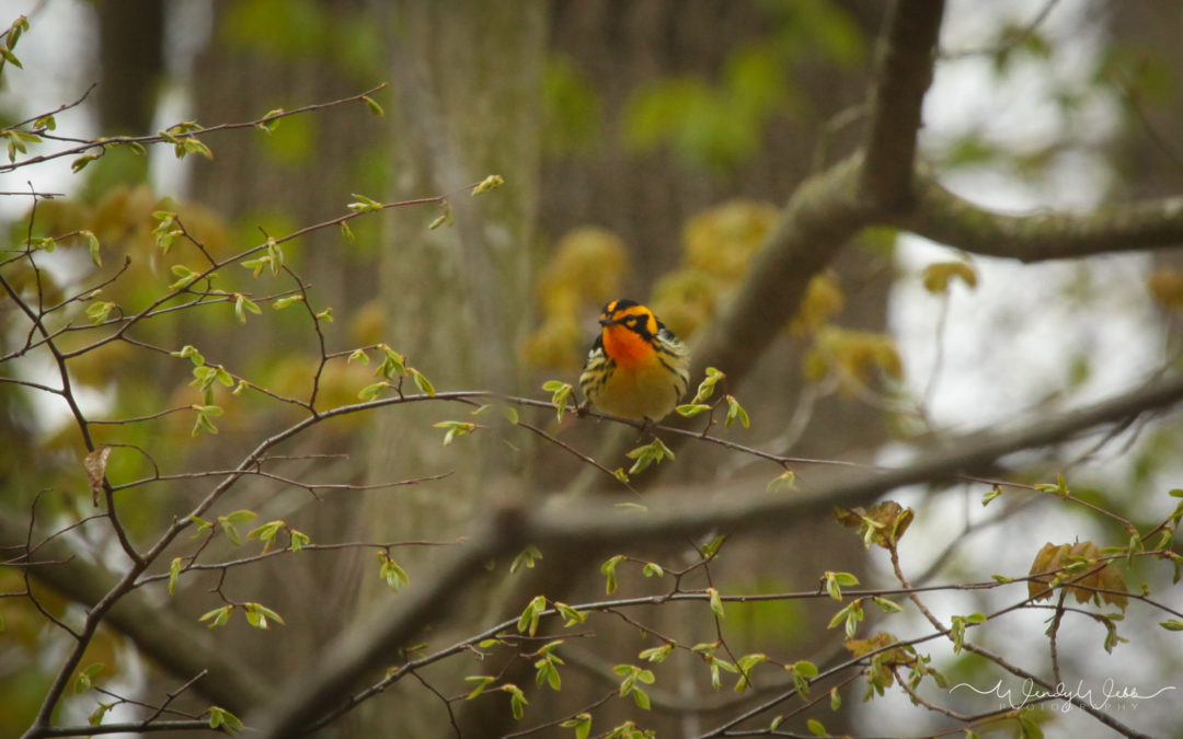Warbler, Blackburnian #181