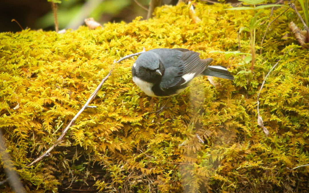 Black-throated Blue Warbler
