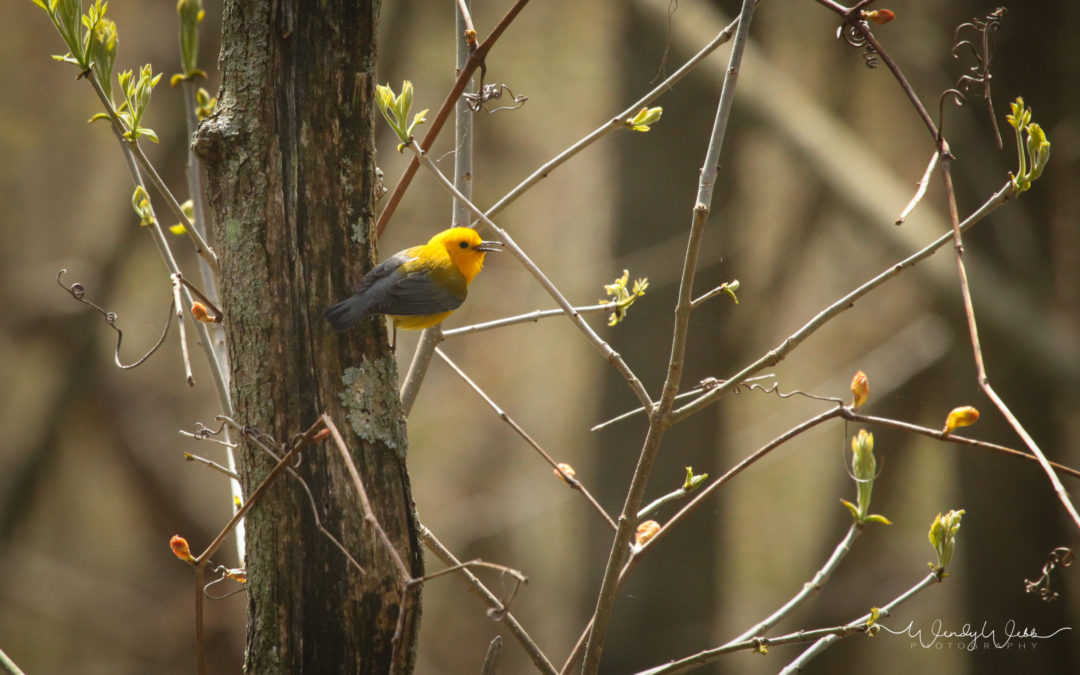 Prothonatory Warbler