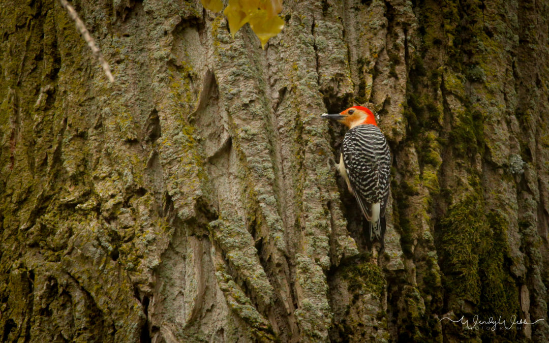 Red-bellied Woodpecker