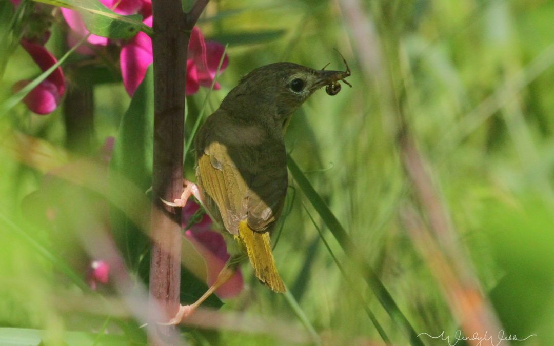 Common Yellowthroat