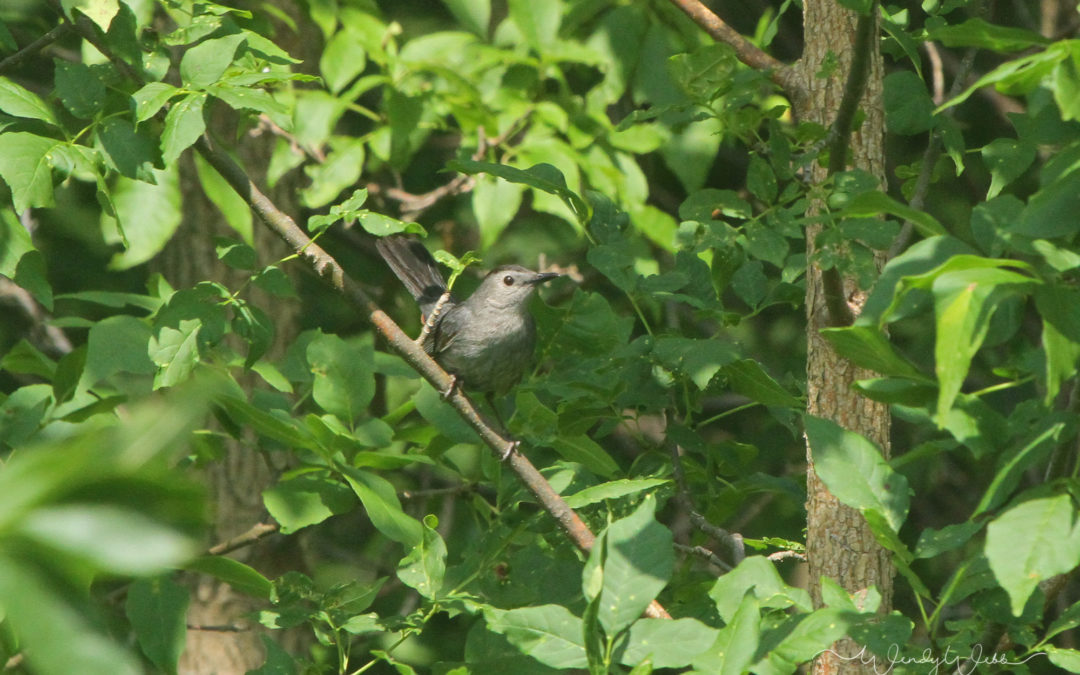 Gray Catbird #184