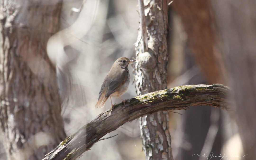 Hermit Thrush #186