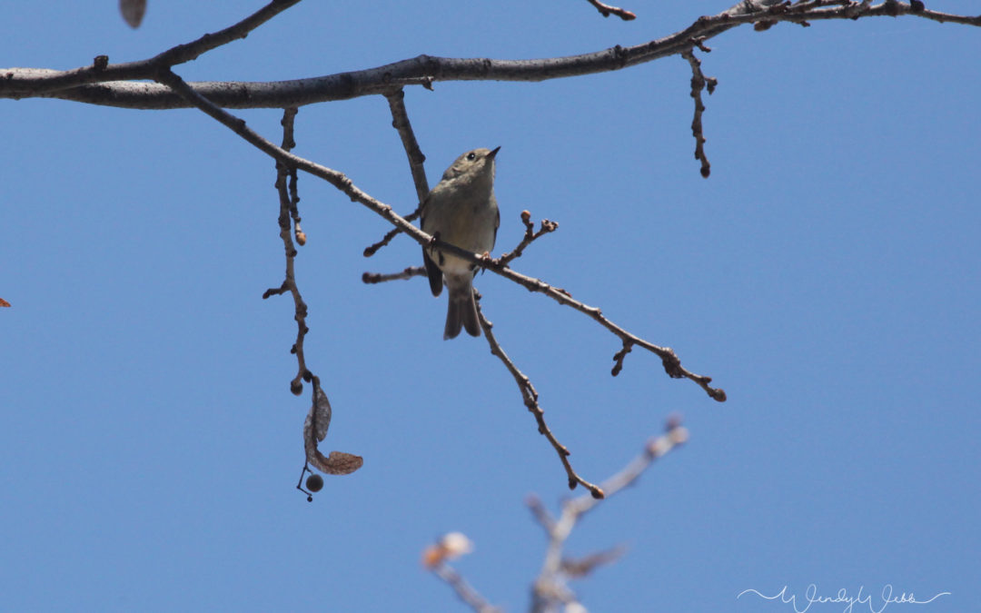 Nashville Warbler