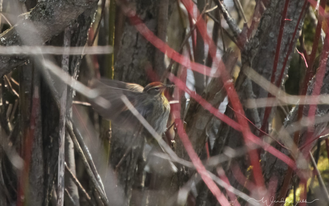 Palm Warbler #188