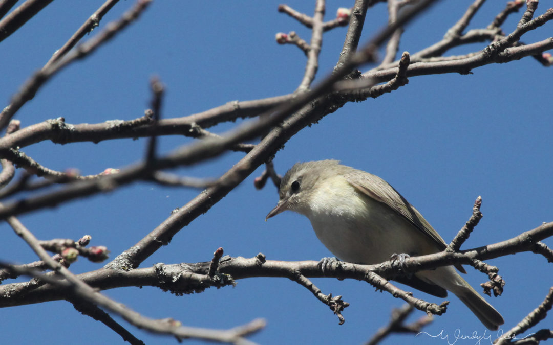 Philadelphia Vireo #189